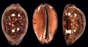 Mauritia arabica